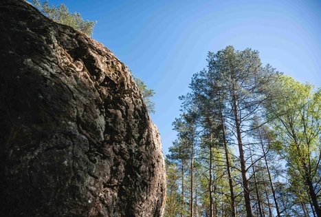 Forest Trail 56. Merkinė – Nemunaitis.