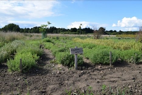 Vaistažolių darželiai Beržoro sodyboje