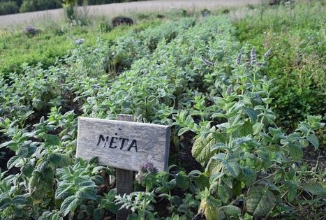 Vaistažolių darželiai Beržoro sodyboje