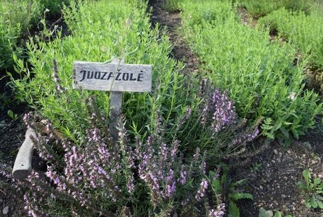 Vaistažolių darželiai Beržoro sodyboje