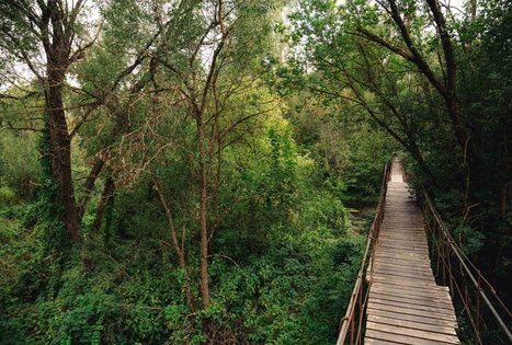 Forest Trail 69. Kirkšnovė – Kaulakiai.