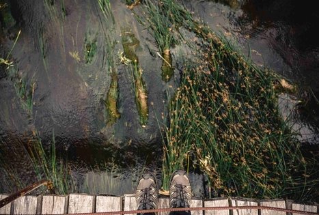 Forest Trail 69. Kirkšnovė – Kaulakiai.