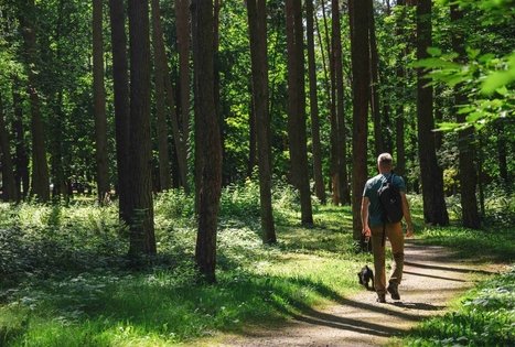Forest Trail 60. Birštonas – Alksniakiemis.