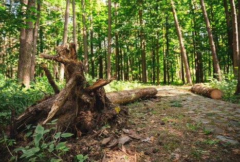 Forest Trail 60. Birštonas – Alksniakiemis.