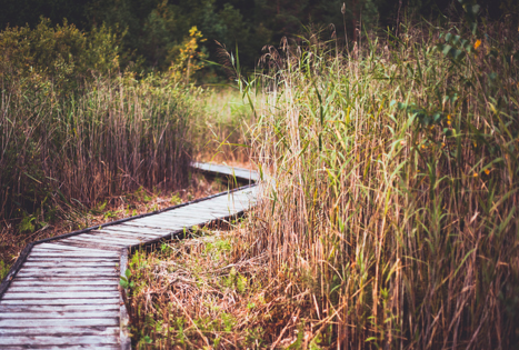 Botanical Trail of Paluse