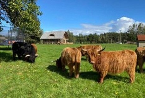 Highland Cattle farm