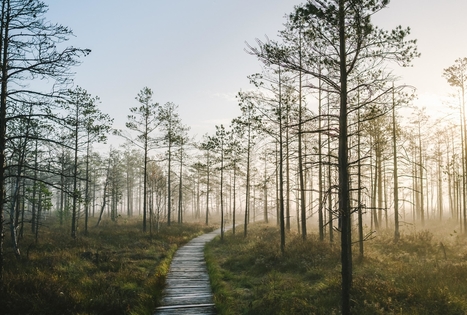 Cepkeliai Marsh Educational Trail