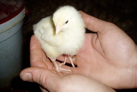 Lino Zabulionio ūkis