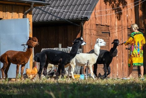 Birutės ir Virginijaus Dapkų ūkis
