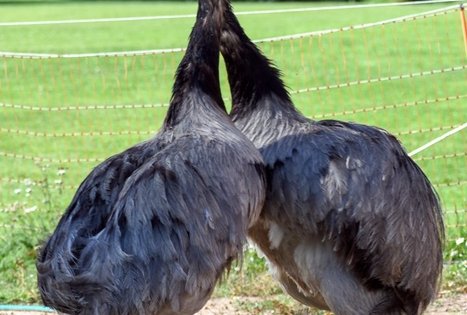 Birutės ir Virginijaus Dapkų ūkis
