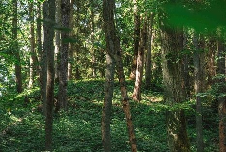 Forest Trail 70. Kaulakiai – Šiluva.