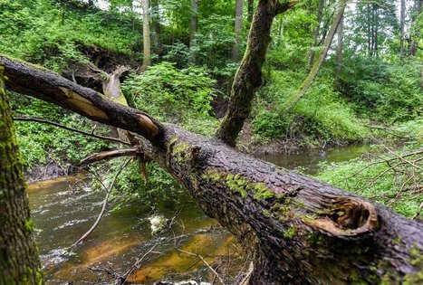 K. Dineikos sveikatingumo parkas