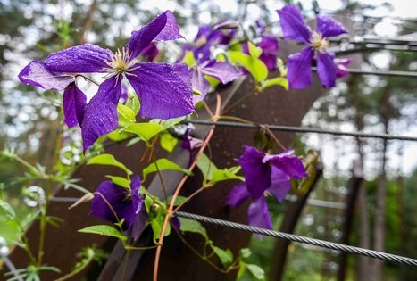 K. Dineikos sveikatingumo parkas