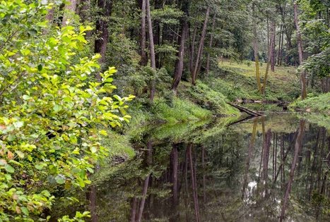 K. Dineikos sveikatingumo parkas