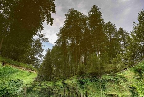 K. Dineikos sveikatingumo parkas