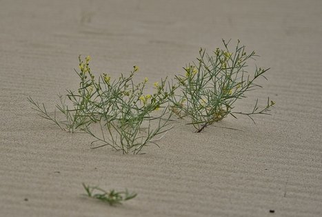 Nagliai Nature Reserve Educational Trail