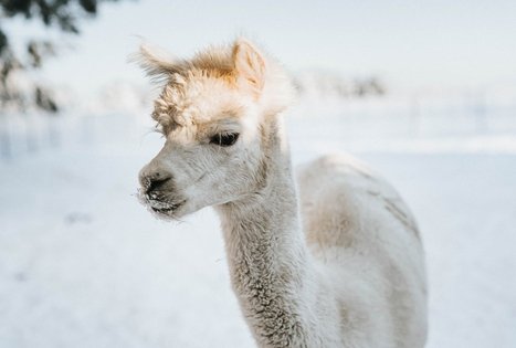 Alpakų ūkis „Čiobrelių rojus“ 