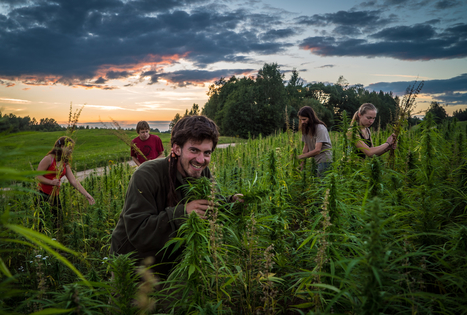 Kanapių ūkis Šironija