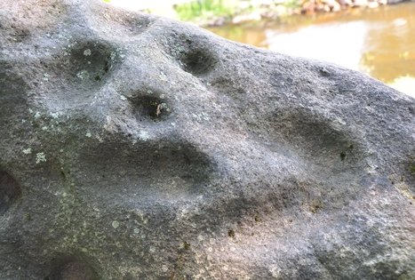 Ekskursija "Grūdo kelias" (miškas + muziejus)