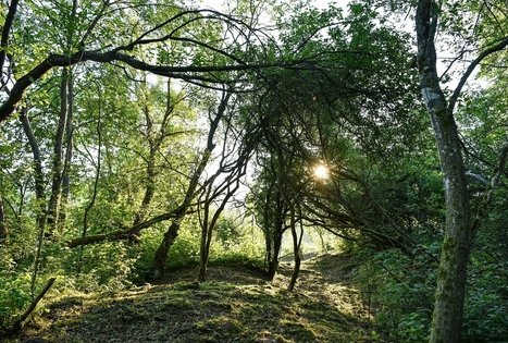 Campsite "Daugirdėnai"
