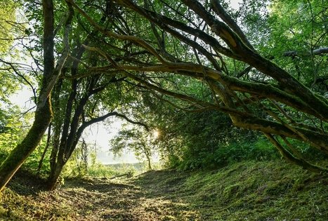 Campsite "Daugirdėnai"