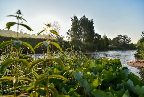 Campsite "Daugirdėnai"
