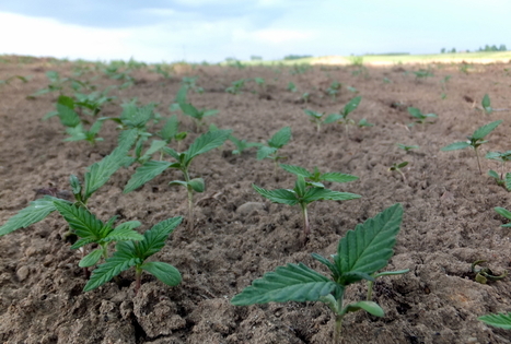 Kanapių ūkis Šironija