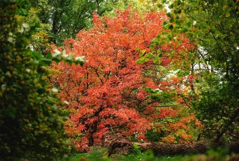 Dubrava arboretum