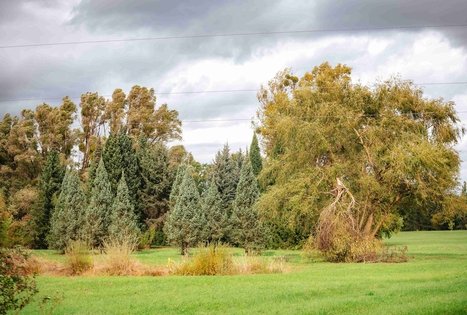 Dubrava arboretum