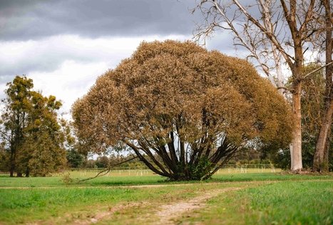 Forest Trail 62. Pakuonis – Vaišvydava.