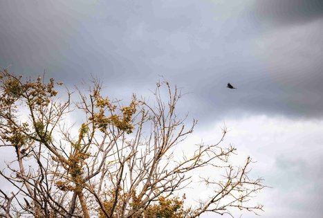 Forest Trail 62. Pakuonis – Vaišvydava.