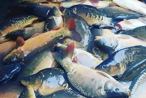 Arvydų žuvininkystės ūkis