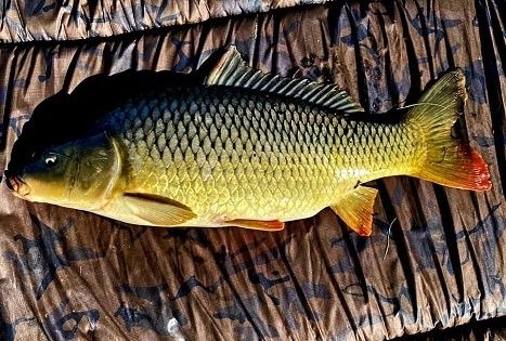 Arvydų žuvininkystės ūkis