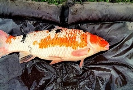 Arvydų žuvininkystės ūkis