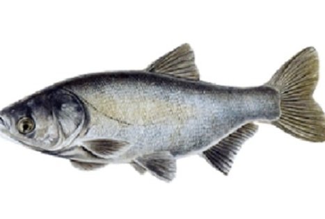 Arvydų žuvininkystės ūkis