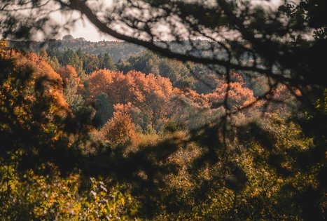 Gėluva mound or Birutkalnis