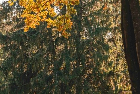 Gėluva mound or Birutkalnis