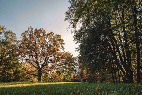 Gėluva mound or Birutkalnis