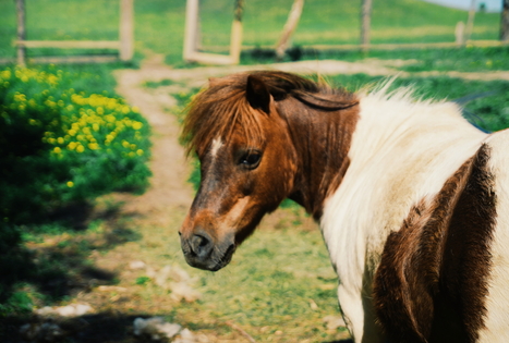 Sodyba „Meda house“