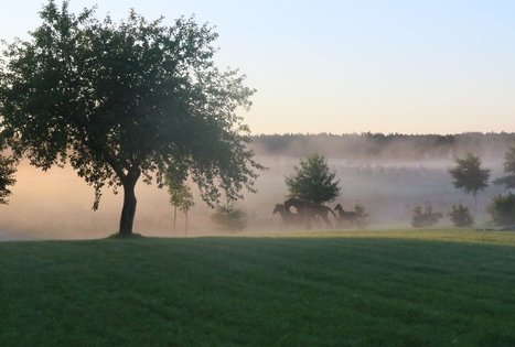 „Ažvinčių sodyba“