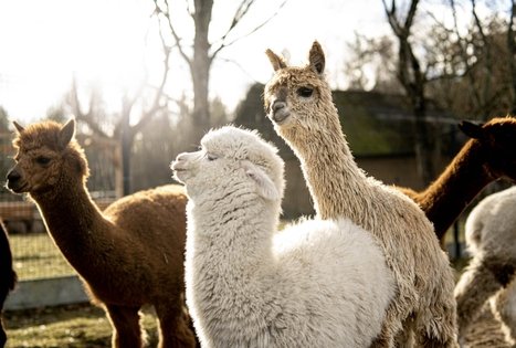 Alpakų ūkis „Čiobrelių rojus“ 