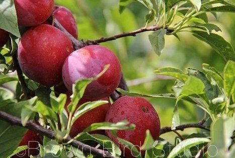 Ūkis „Biogoods“