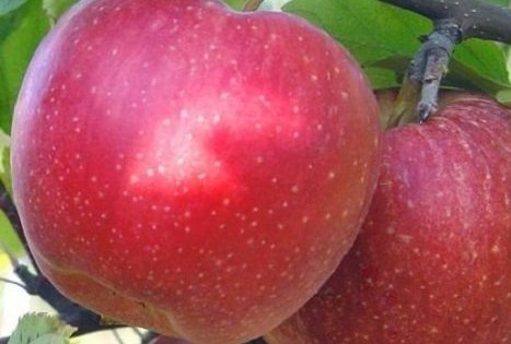 Ūkis „Biogoods“