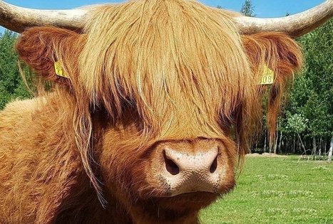 Ievos Šiurnės ūkis