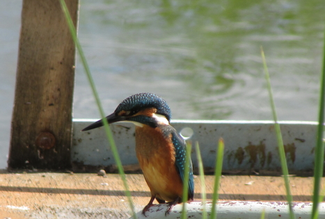 Vietinis kelionių organizatorius „Upaitė“