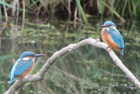 Vietinis kelionių organizatorius „Upaitė“