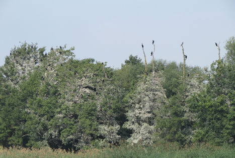 Vietinis kelionių organizatorius „Upaitė“