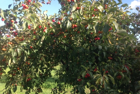 „Šiuraičių sodyba“