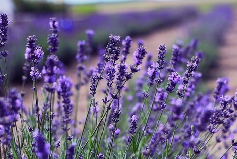 The Lavender farm