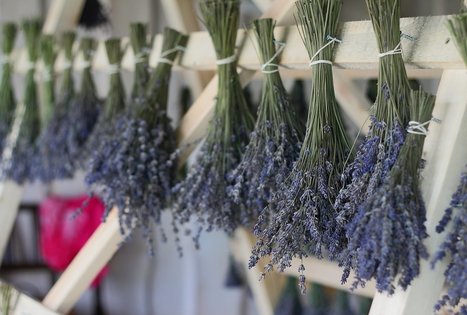 The Lavender farm